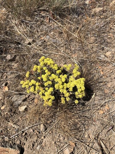 Eriogonum sphaerocephalum, photographed by MeyerMedPr