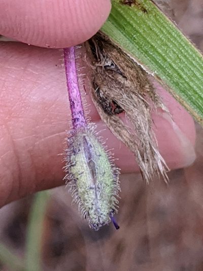 Tradescantia reverchonii, photographed by Alison Northup
