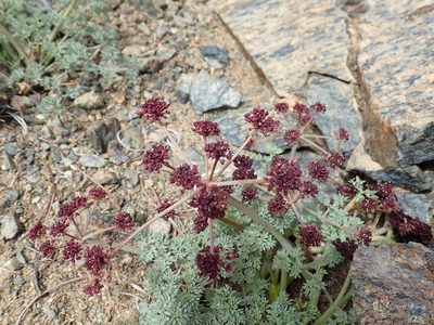 Lomatium cuspidatum, photographed by John Brew