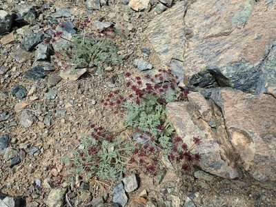 Lomatium cuspidatum, photographed by John Brew
