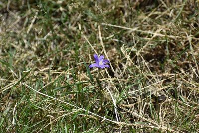 Brodiaea coronaria, photographed by Thompson Hyggen