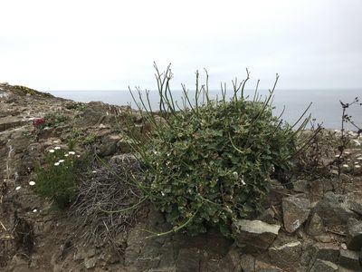 Eriogonum grande, photographed by Adam J. Searcy