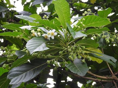 Saurauia yasicae, photographed by Neptalí Ramírez Marcial