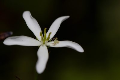 Sabatia difformis, photographed by Jessica