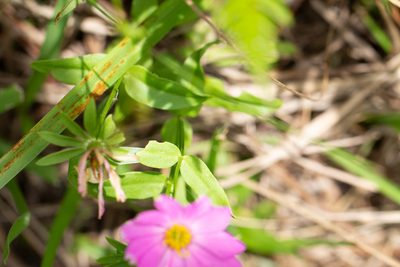 Sabatia dodecandra, photographed by Jessica
