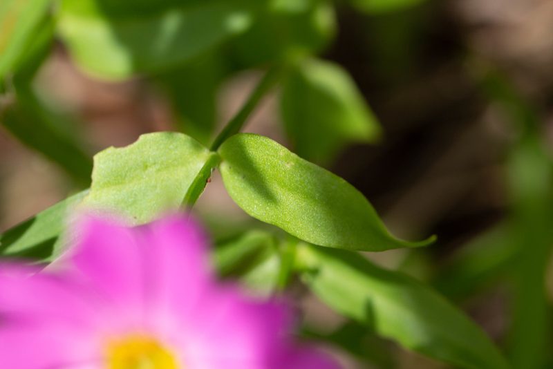 Sabatia dodecandra, photographed by Jessica