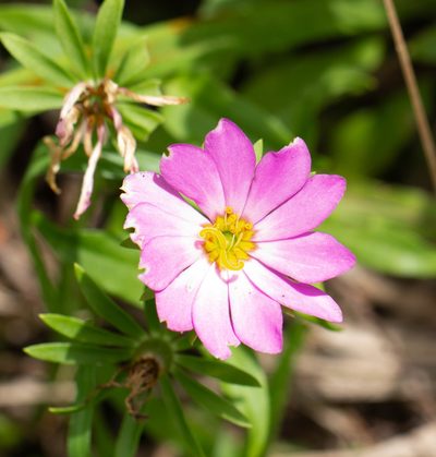 Sabatia dodecandra, photographed by Jessica