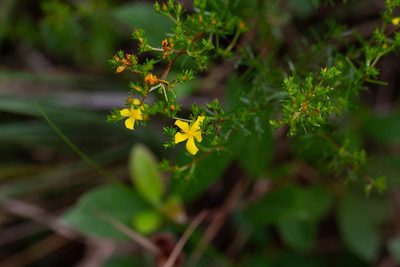 Hypericum brachyphyllum, photographed by Jessica