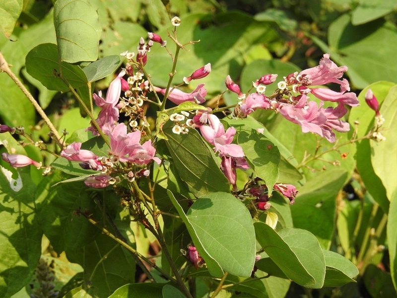 Fridericia patellifera, photographed by Neptalí Ramírez Marcial