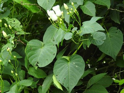 Ipomoea reticulata, photographed by Neptalí Ramírez Marcial