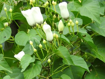Ipomoea reticulata, photographed by Neptalí Ramírez Marcial