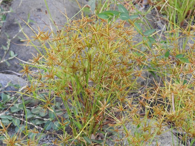 Cyperus amabilis, photographed by Neptalí Ramírez Marcial