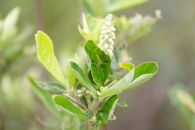Clethra tomentosa, photographed by Jessica