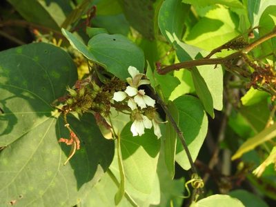 Schnella glabra, photographed by Neptalí Ramírez Marcial