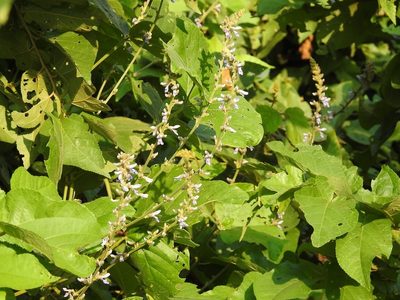 Calopogonium caeruleum, photographed by Neptalí Ramírez Marcial
