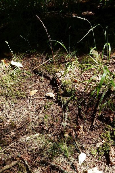 Festuca occidentalis, photographed by Ed Alverson
