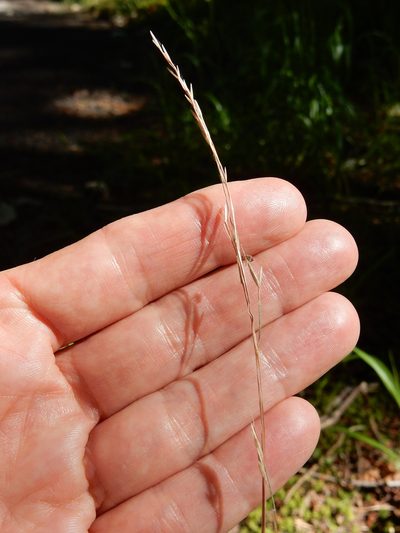 Festuca occidentalis, photographed by Ed Alverson