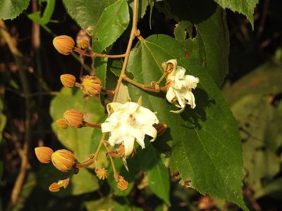 Luehea speciosa, photographed by Neptalí Ramírez Marcial