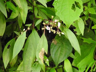 Centradenia floribunda, photographed by Neptalí Ramírez Marcial