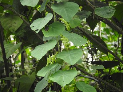 Cissampelos tropaeolifolia, photographed by Neptalí Ramírez Marcial