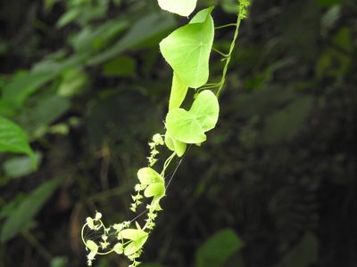 Cissampelos tropaeolifolia, photographed by Neptalí Ramírez Marcial
