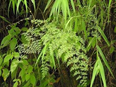 Odontosoria guatemalensis, photographed by Neptalí Ramírez Marcial