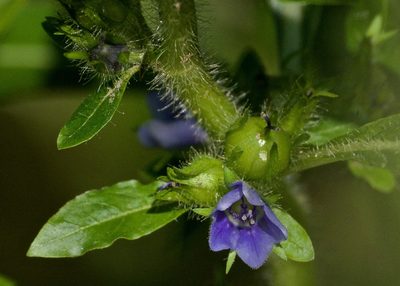 Hydrolea quadrivalvis, photographed by Niki Robertson