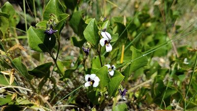 Viola cuneata, photographed by Alan Rockefeller