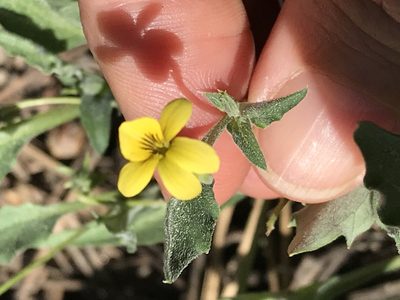 Viola pinetorum, photographed by LJ Moore-McClelland