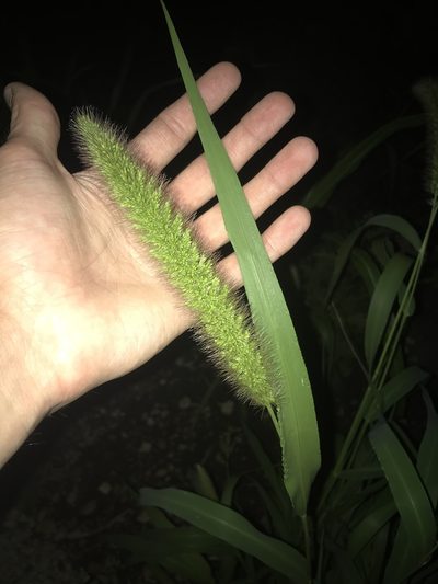 Setaria italica, photographed by Ryan Donnelly