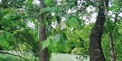 Platanus rzedowskii, photographed by Tereso Hernández Morales