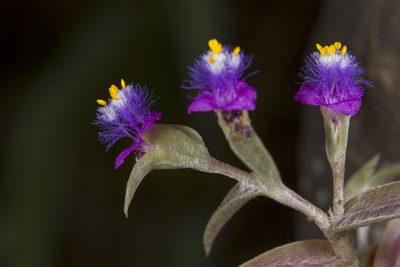 Cyanotis fasciculata, photographed by Ramesh Shenai Jr.