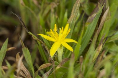 Curculigo orchioides, photographed by Ramesh Shenai Jr.