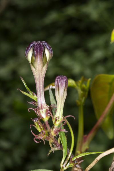 Ceropegia media, photographed by Ramesh Shenai Jr.