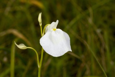 Utricularia arcuata, photographed by Ramesh Shenai Jr.
