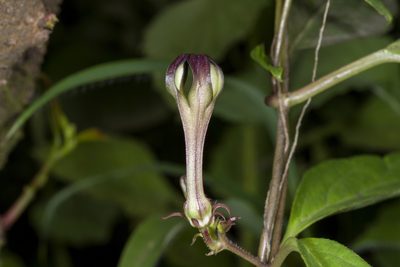 Ceropegia media, photographed by Ramesh Shenai Jr.