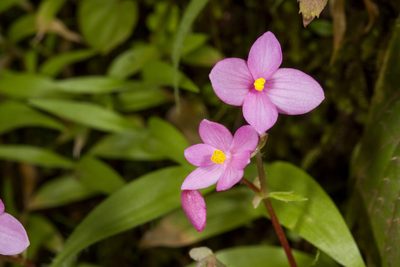 Begonia crenata, photographed by Ramesh Shenai Jr.