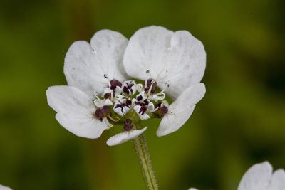Pinda concanensis, photographed by Ramesh Shenai Jr.