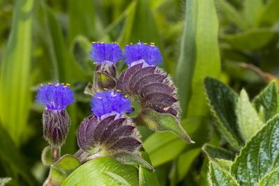 Cyanotis tuberosa, photographed by Ramesh Shenai Jr.