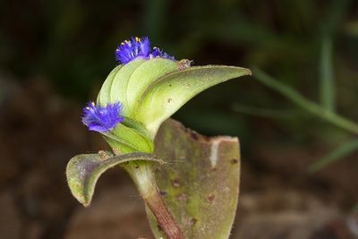 Cyanotis cristata, photographed by Ramesh Shenai Jr.