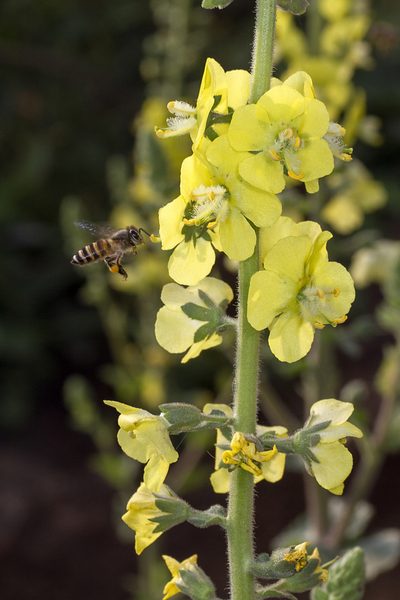 Verbascum coromandelianum, photographed by Ramesh Shenai Jr.