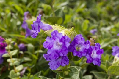 Strobilanthes sessilis, photographed by Ramesh Shenai Jr.