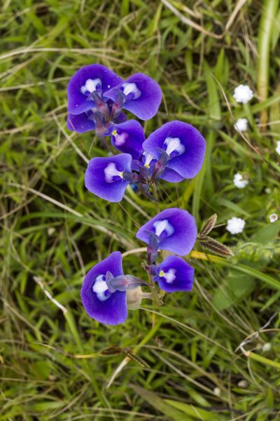 Utricularia arcuata, photographed by Ramesh Shenai Jr.