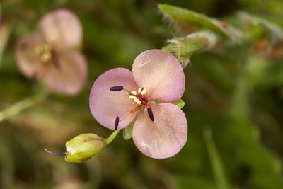 Murdannia lanuginosa, photographed by Ramesh Shenai Jr.