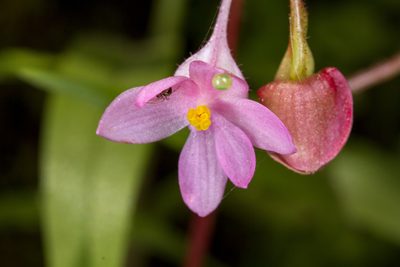 Begonia crenata, photographed by Ramesh Shenai Jr.