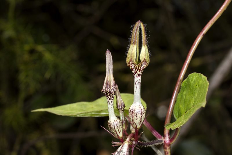 Ceropegia vincifolia, photographed by Ramesh Shenai Jr.