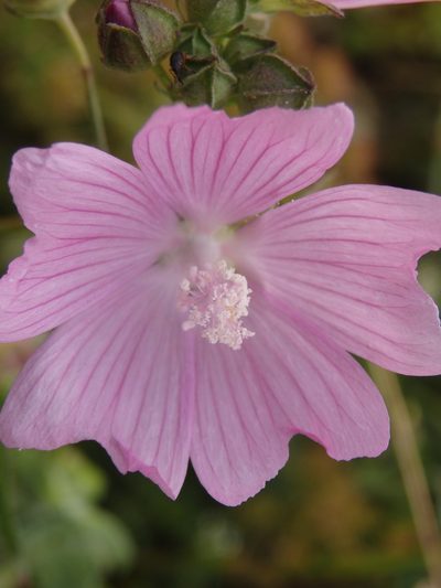 Malva tournefortiana, photographed by Carminda Santos