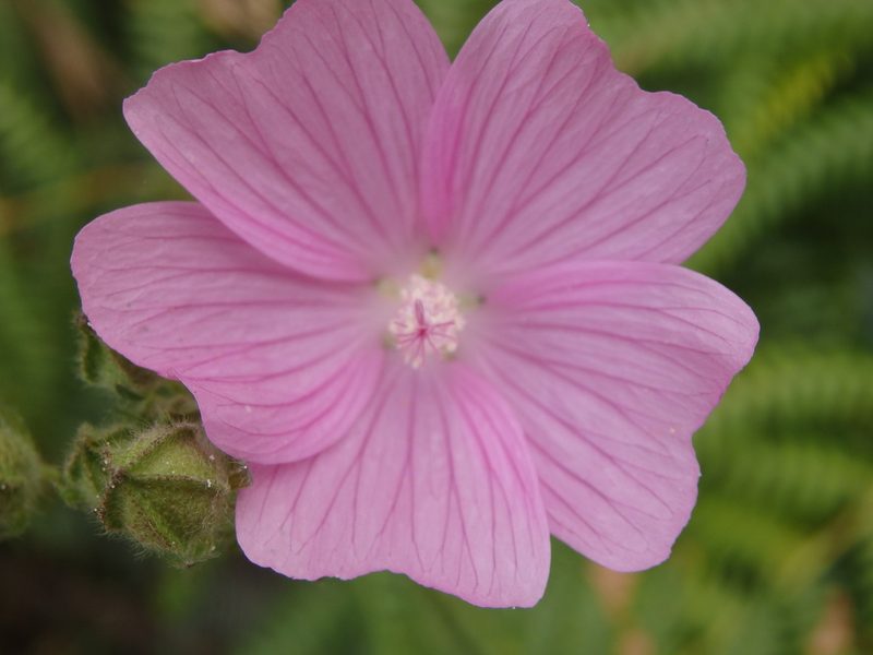 Malva tournefortiana, photographed by Carminda Santos