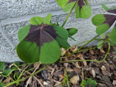 Oxalis tetraphylla, photographed by Pieter Huybrechts