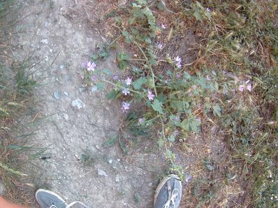 Malva erecta, photographed by Михаил Орлов